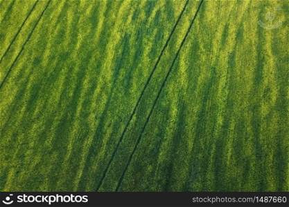 Aerial view of an agricultural field landscape, endless yellow field at sunset .. Aerial view of an agricultural field landscape, endless yellow field at sunset.