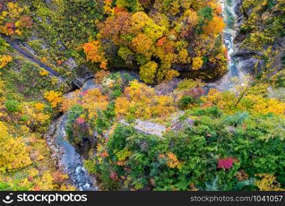 Aerial view of Autumn Fall Landscape of Forest and woods with river over Jogakura Ohashi Bridge in Aomori Tohoku Japan
