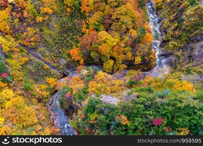 Aerial view of Autumn Fall Landscape of Forest and woods with river over Jogakura Ohashi Bridge in Aomori Tohoku Japan