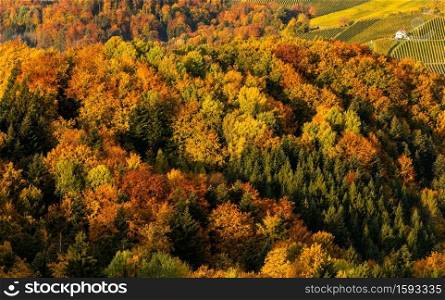 Aerial view of autumn forest in South Styria Green hart of Austria. View at hiking paths in clolorfull alpine forest.. Autumn forest in South Styria Green hart of Austria