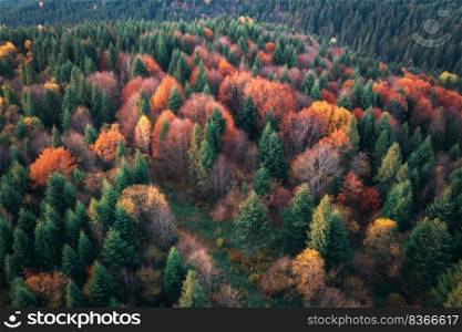 Aerial view of beautiful colorful autumn forest in Ukraine. Top view from drone of red and orange trees in fall at sunset. View from above of woods. Nature background. Multicolored leaves. Landscape. Aerial view of beautiful colorful autumn forest. Top view