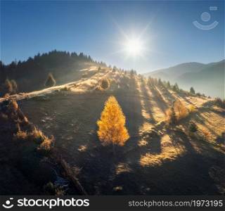 Aerial view of beautiful orange tree on the hill in mountains at sunrise in autumn in Ukraine. Colorful landscape with tree in fog, sun, grass, fields and meadows, blue sky, forest in fall. Nature
