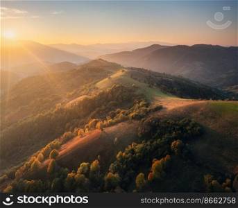 Aerial view of beautiful orange trees on the hills and mountains in fog at sunset in autumn in Ukraine. Colorful landscape with foggy woods, meadows, golden sunlight. Forest in fall. Top view. Nature