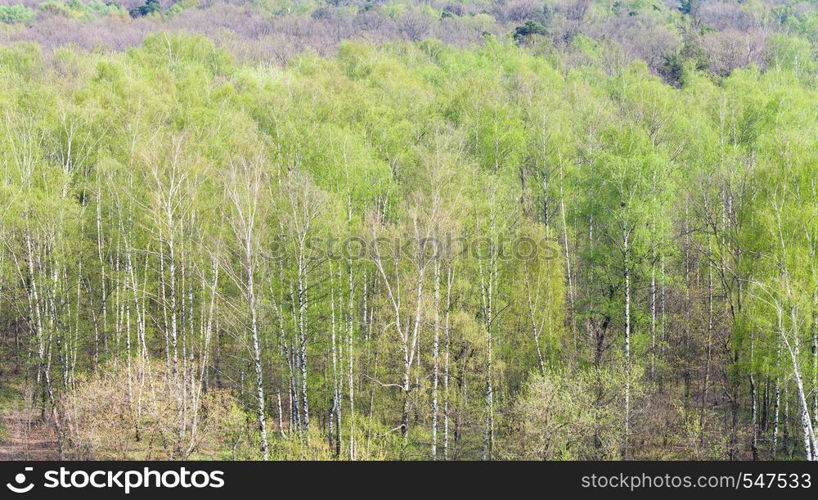 aerial view of birch trees with first green leaves in forest in sunny spring day