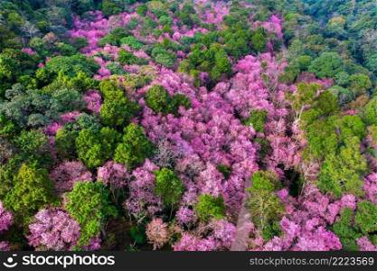 Aerial view of cherry blossom tree at Phu chi fa mountains in Chiang rai province, Thailand.