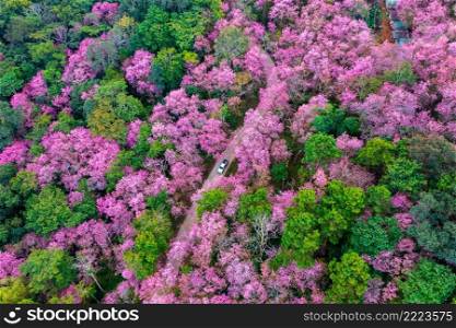 Aerial view of cherry blossom tree at Phu chi fa mountains in Chiang rai province, Thailand.