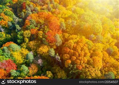 Aerial view of color autumn forest and sunset
