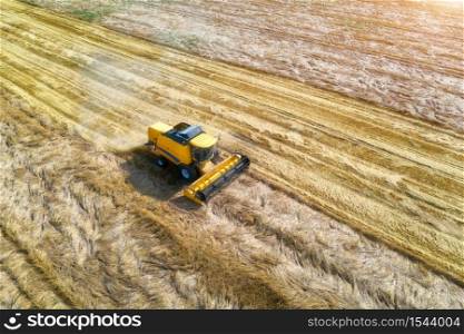 Aerial view of combine harvester is harvesting wheat at sunset in summer. Agriculture. Landscape with harvester working on the yellow wheat field. Top view of agricultural machine and ripe wheat