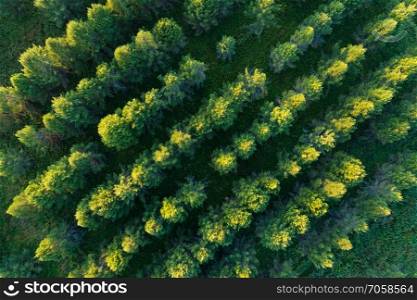 Aerial view of coniferous forest plantations. Diagonal rows of green fluffy spruces 