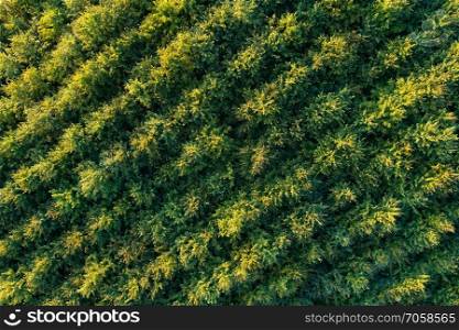 Aerial view of coniferous forest plantations. Diagonal rows of green fluffy spruces  