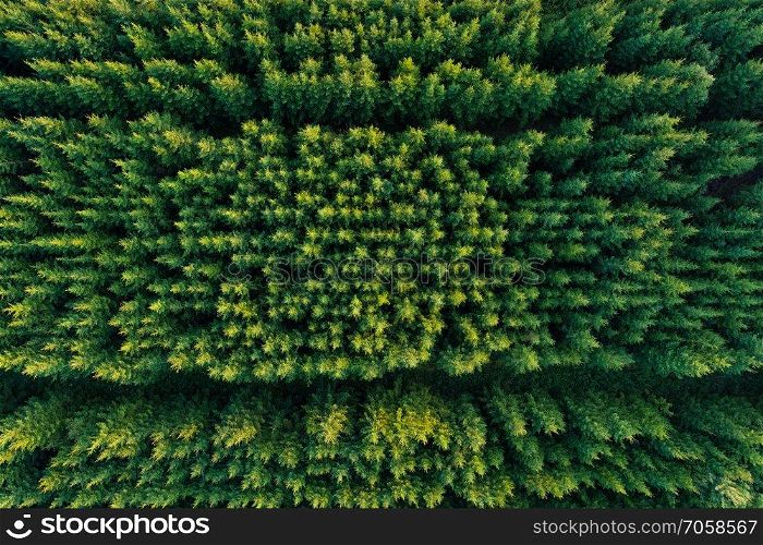 Aerial view of coniferous forest plantations. Rows of green fluffy spruces 