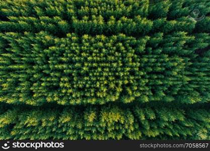 Aerial view of coniferous forest plantations. Rows of green fluffy spruces 