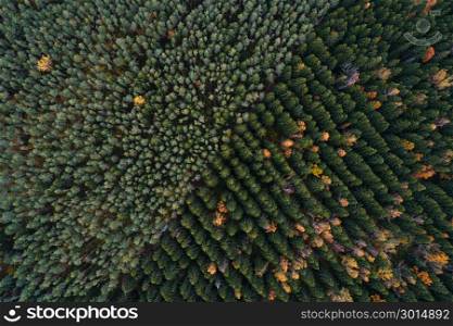 Aerial view of coniferous forest plantations. Rows of spruces and pines at autumn