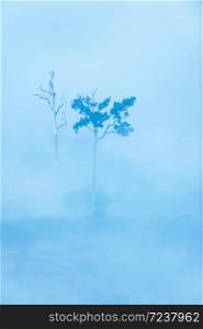 Aerial view of couple large trees in the morning mist, dead and alive, nature scene of the contrast between life and death.