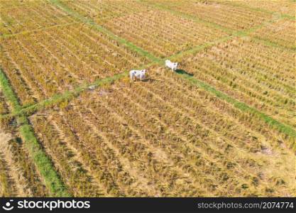 Aerial view of cows eating green rice and grass field. Animals in agriculture farm.