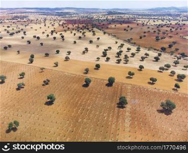 Aerial view of cultivated fields in Castilla La Mancha, Spain.