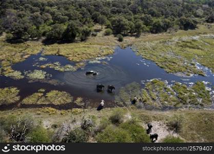 Aerial view of Elephants (Loxodonta africana) in the Okavango Delta in Botswana