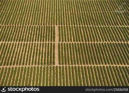 Aerial view of farmland with rows of crops.