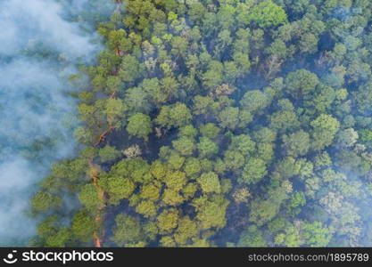 Aerial view of forest fire in spring fire in the trees dry grass in the forest.. Aerial view of forest fire in spring fire in the forest