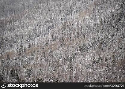Aerial view of forest in Vail, Colorado