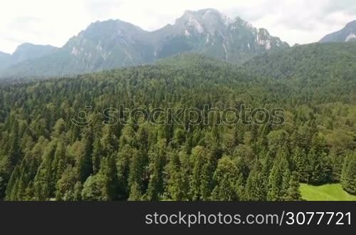 Aerial view of forest of green pine trees on mountainside with high mountains in cloudy day.