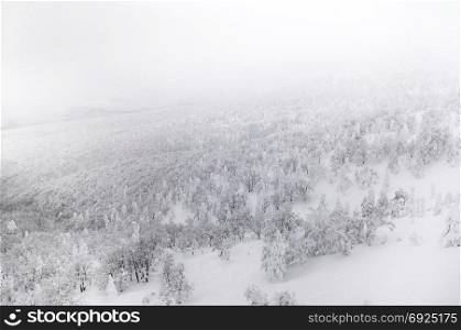 Aerial view of forest of Mount Hakkoda in winter or white snow covered pine forest, Aomori, Tohoku, Japan