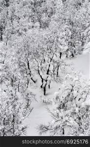 Aerial view of forest of Mount Hakkoda in winter or white snow covered tree, Aomori, Tohoku, Japan