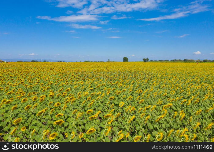 Aerial view of full bloom sunflower field in travel holidays vacation trip outdoors at natural garden park in summer in Lopburi province, Thailand. Nature landscape background.