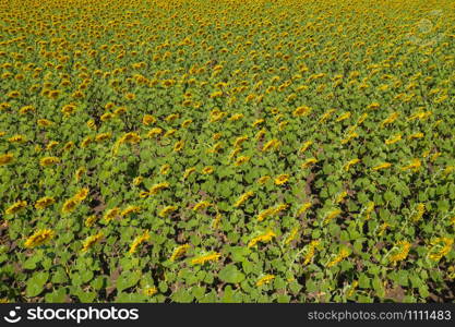 Aerial view of full bloom sunflower field in travel holidays vacation trip outdoors at natural garden park in summer in Lopburi province, Thailand. Nature landscape background.