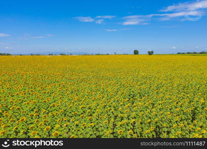 Aerial view of full bloom sunflower field in travel holidays vacation trip outdoors at natural garden park in summer in Lopburi province, Thailand. Nature landscape background.