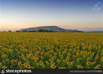 Aerial view of full bloom sunflower field in travel holidays vacation trip outdoors at natural garden park in summer in Lopburi province, Thailand. Nature landscape background.