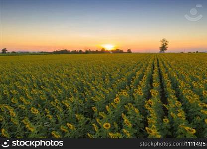 Aerial view of full bloom sunflower field in travel holidays vacation trip outdoors at natural garden park in summer in Lopburi province, Thailand. Nature landscape background.
