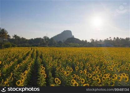 Aerial view of full bloom sunflower field with mountain in travel holidays vacation trip outdoors at natural garden park in summer in Lopburi province, Thailand. Nature landscape background.