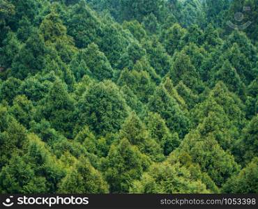 Aerial view of green Pine forest in Taiwan from Ropeway cable car.