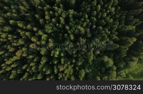 Aerial view of green woods, countryside road and summer houses in Russia