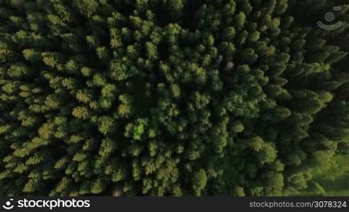 Aerial view of green woods, countryside road and summer houses in Russia