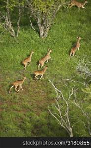 Aerial view of herd of running axis deer in Maui, Hawaii.