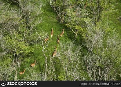 Aerial view of herd of running spotted deer in Maui, Hawaii.