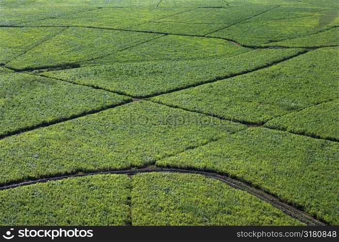 Aerial view of irrigated sugarcane crops in Maui, Hawaii.