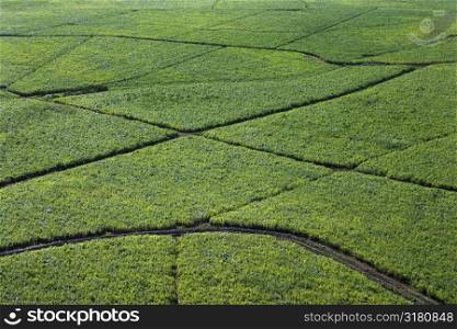 Aerial view of irrigated sugarcane crops in Maui, Hawaii.