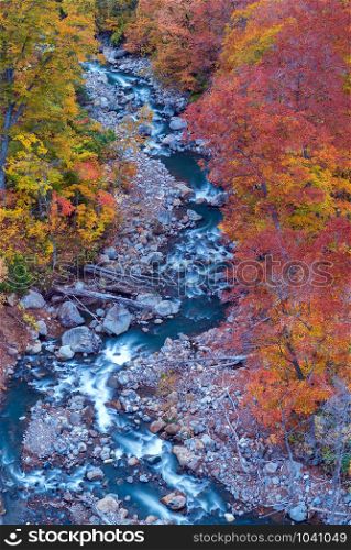 Aerial view of leaf autumn fall season of Forest wodland and river in Akita Tohoku Japan