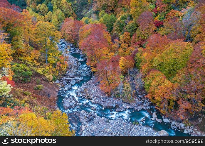 Aerial view of leaf autumn fall season of Forest wodland and river in Akita Tohoku Japan