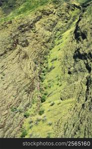 Aerial view of lush rainforest on Maui, Hawaii.