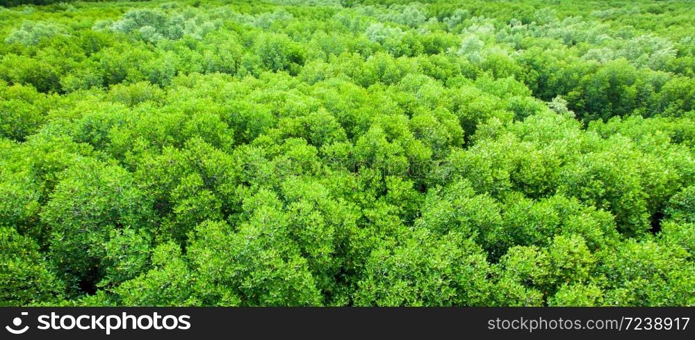 Aerial view of mangrove forest near a tropical coastline, abstract shape of branches and leaves of mangrove trees.