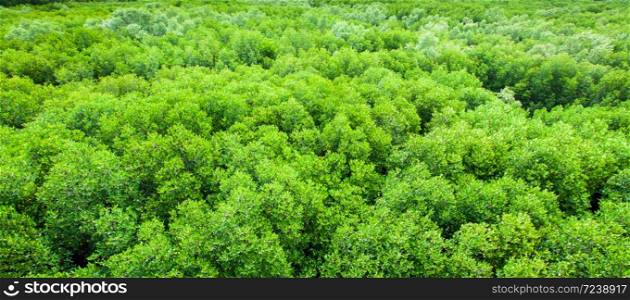 Aerial view of mangrove forest near a tropical coastline, abstract shape of branches and leaves of mangrove trees.