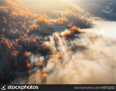 Aerial view of mountain forest in low clouds at sunrise in autumn. Hills with red and orange trees in fog in fall. Beautiful landscape with mountain, foggy forest, sunbeams. View from above of woods