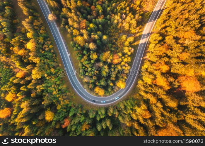 Aerial view of mountain road in beautiful forest at sunset in autumn. Top view from drone of winding road in woods. Colorful landscape with curved roadway, pine trees, orange leaves in fall. Travel