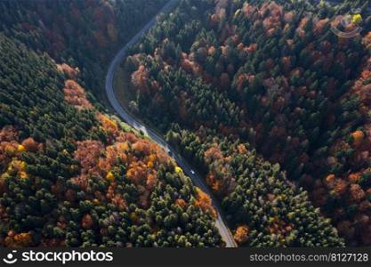 aerial view of mountain road leading among green hills and mountains covered by the pines and orange autumn beech trees  
