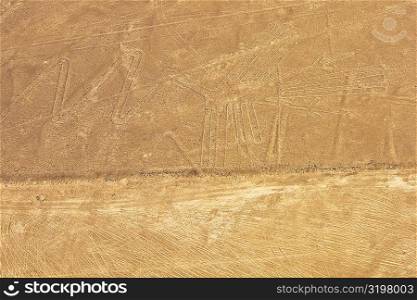 Aerial view of Nazca lines representing a gannet in a desert, Nazca, Peru