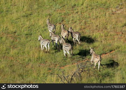 Aerial view of plains zebras (Equus burchelli) running in grassland, South Africa